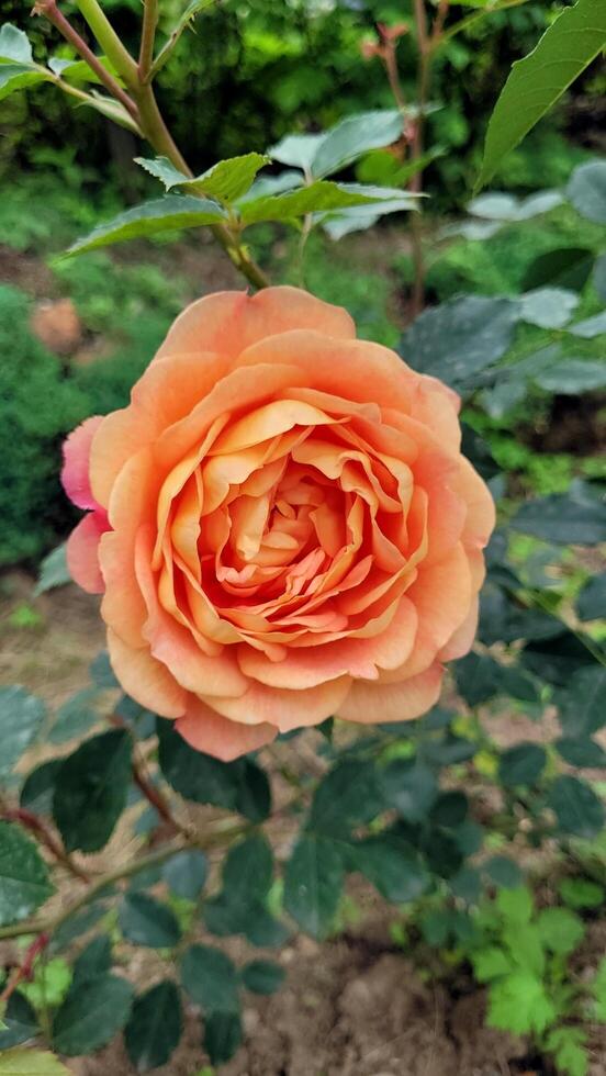 background of orange roses close up photo