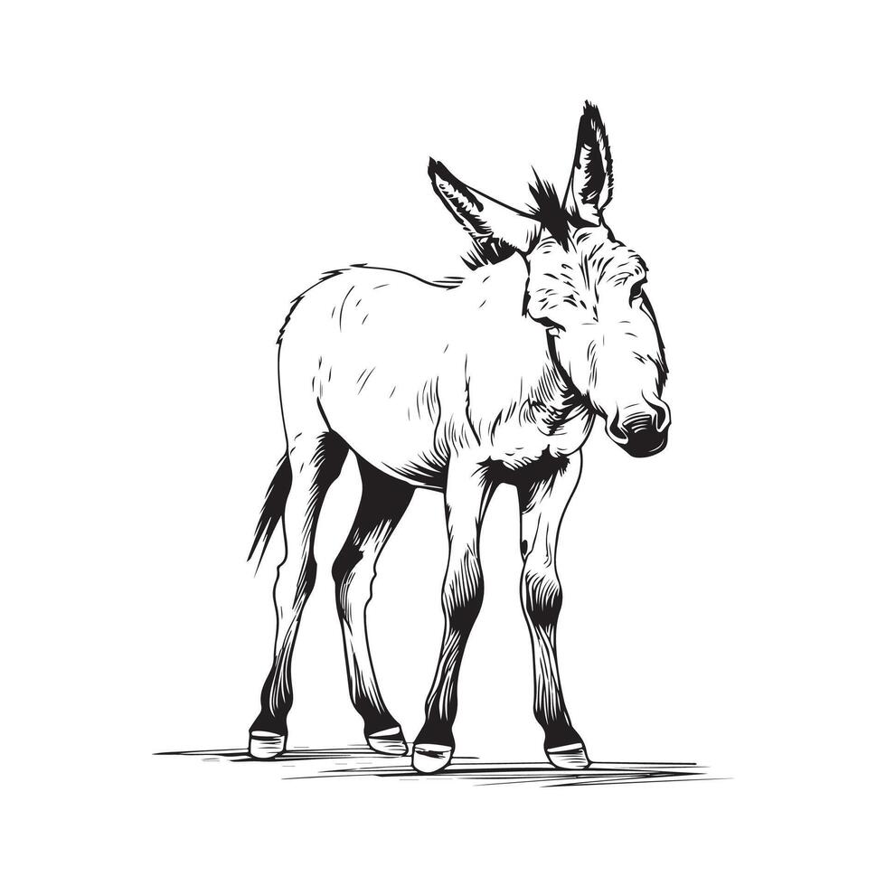 Donkey Vector Art, Icons, and Graphics