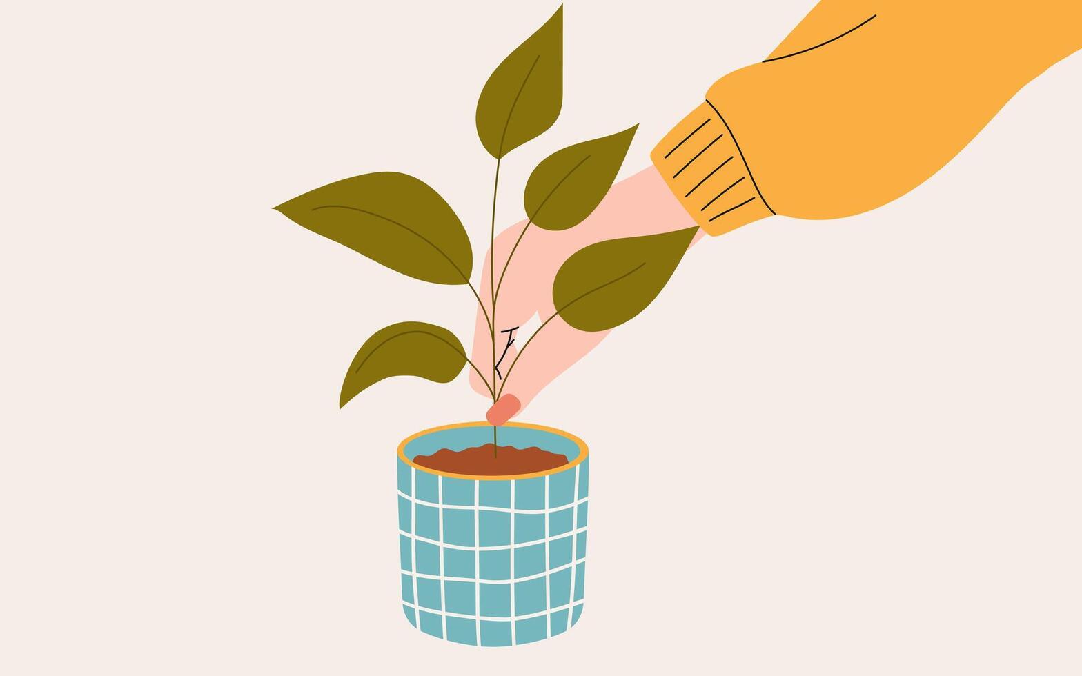 Person takes care of a potted houseplant. Vector illustration.