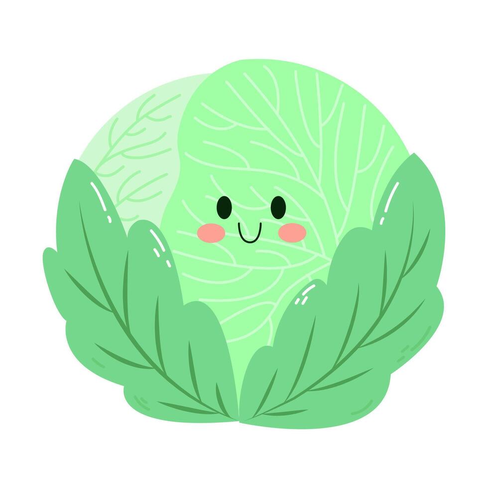 hand drawn cute white cabbage illustration vector