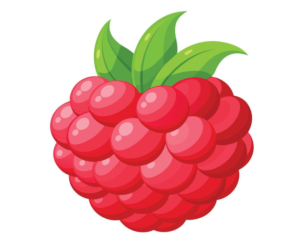 Red testy Raspberry vector illustration