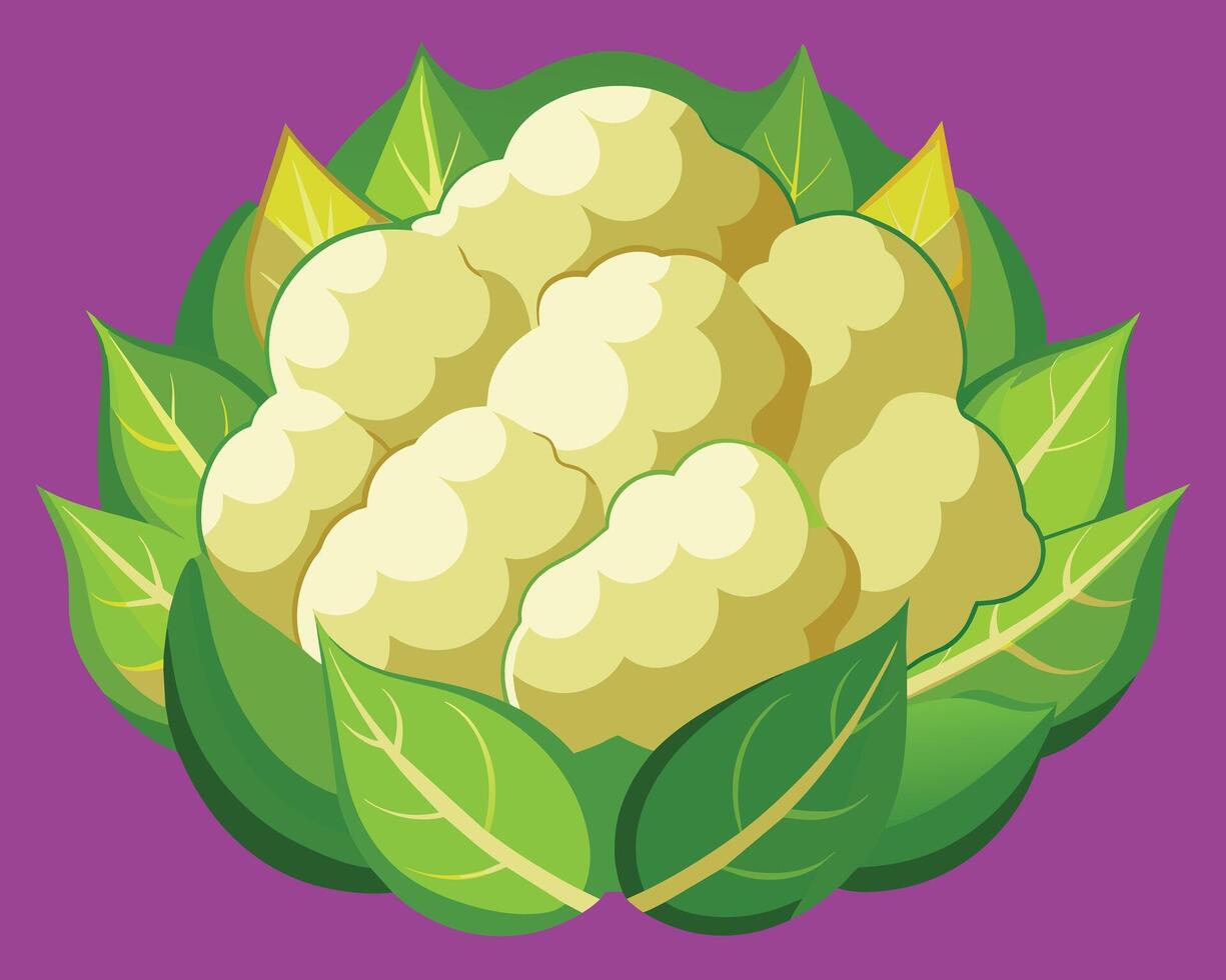 coliflor vector icono ilustración en blanco antecedentes