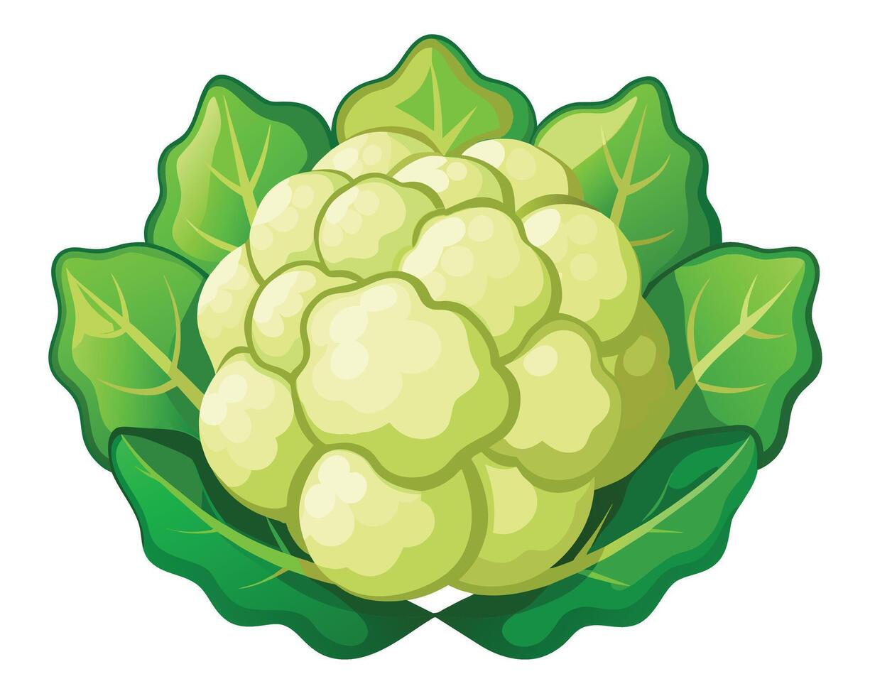 Cauliflower vector icon illustration on white background