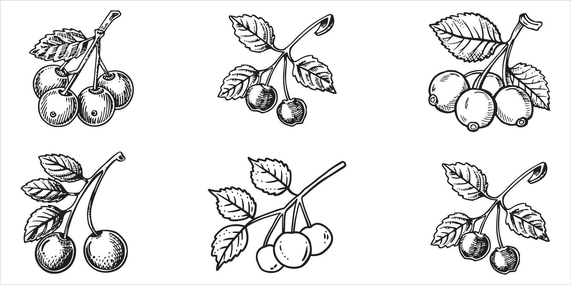 Cherry Hand Drawn Fruits Set Vector On White Background