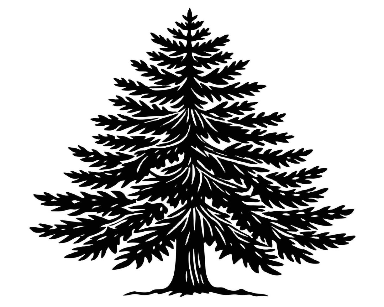 Silhouette of tall pine tree on a white background Vector illustration