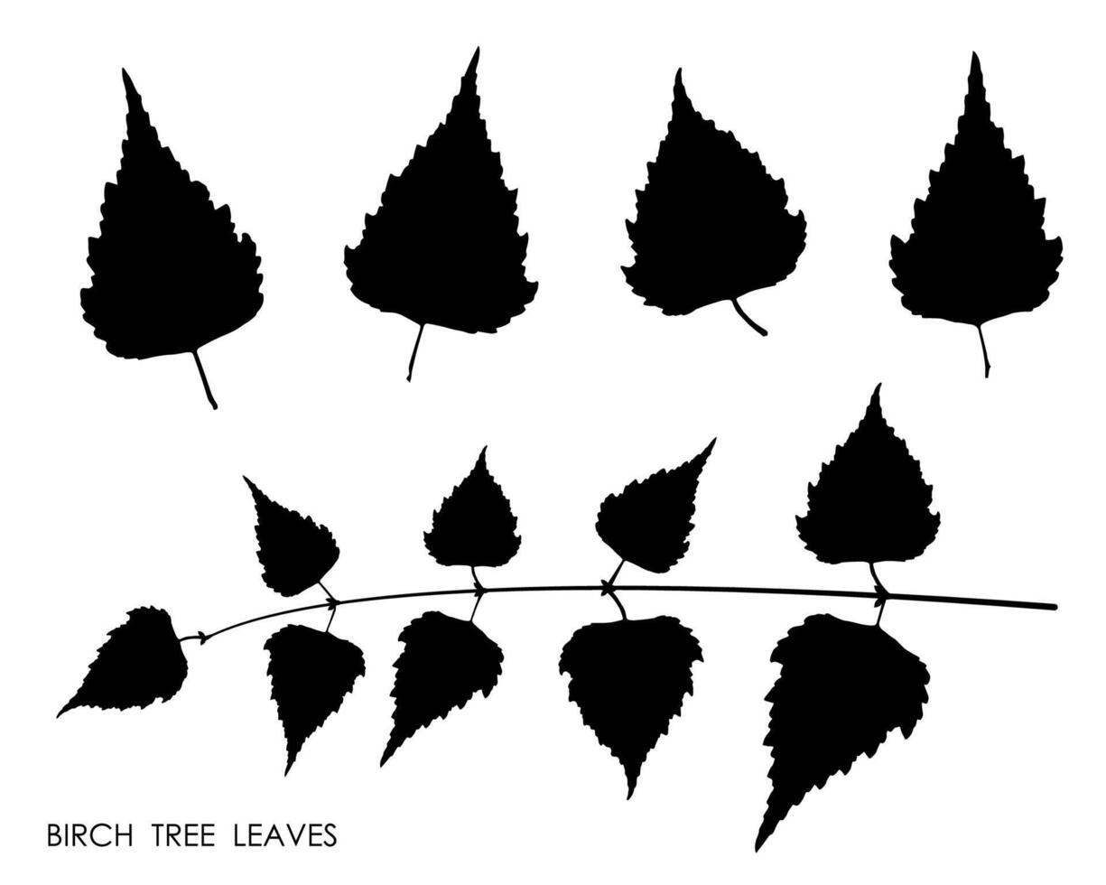 Black silhouettes of birch leaves isolated on white background. Autumn fallen leaves of birch tree. Vector