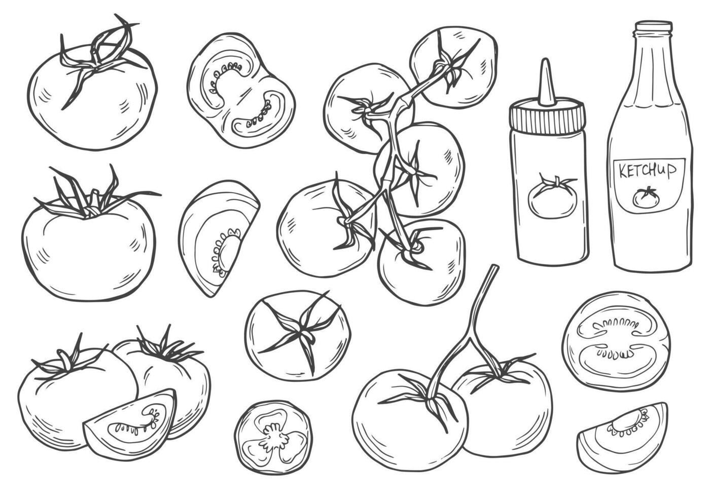 Set hand drawn tomato and sauce. Vector illustration decorative vegetables in old ink style.