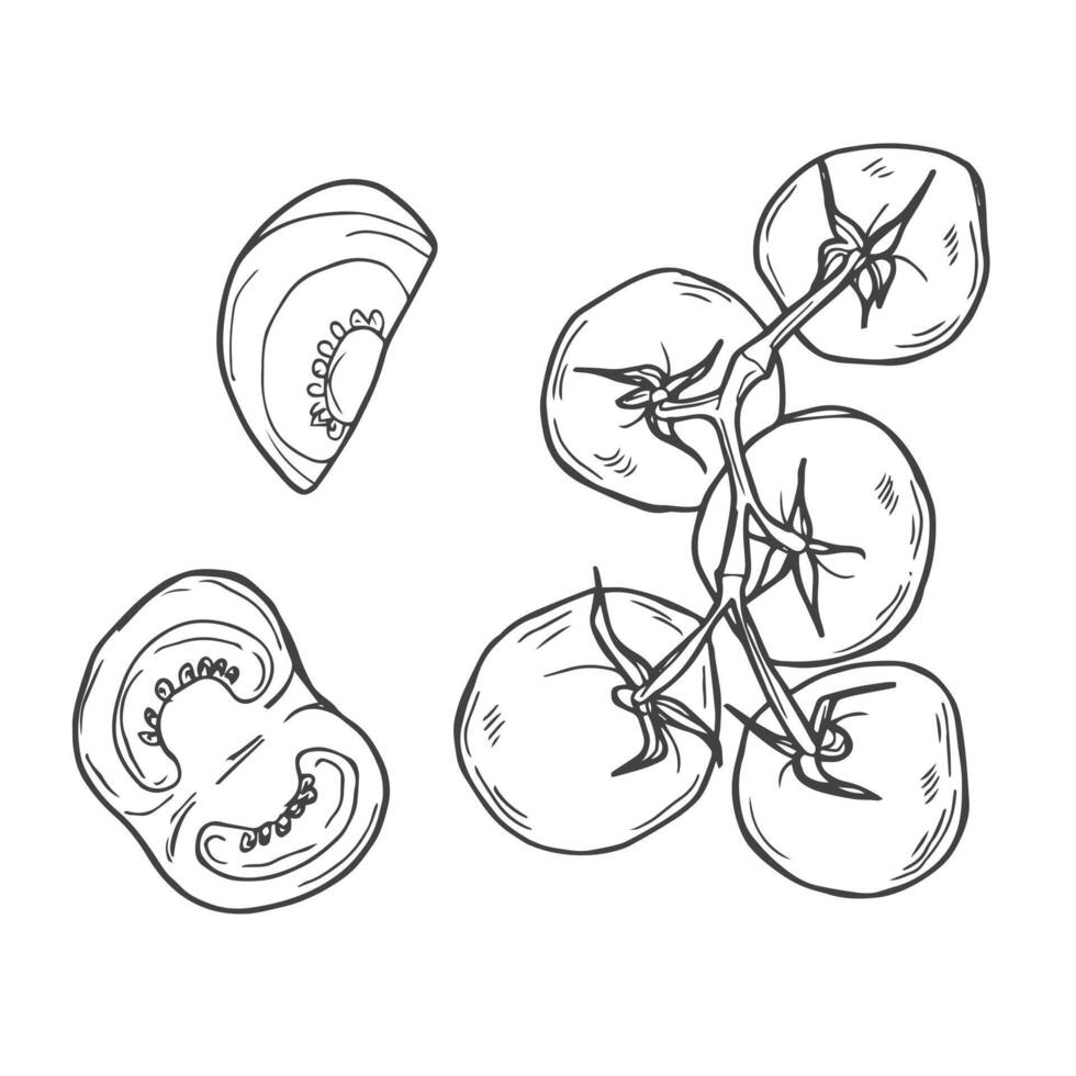 Set of hand drawn doodle tomato. Organic eco food. Half and slice of tomato. Vector sketch