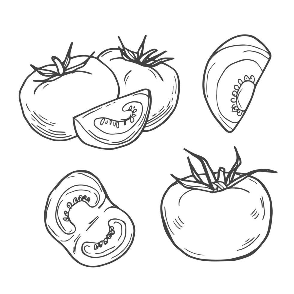 Set of hand drawn doodle tomato. Organic eco food. Half and slice of tomato. Vector sketch