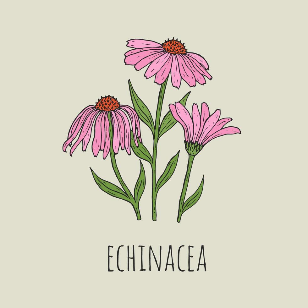 Detailed botanical drawing of elegant pink echinacea flowers growing on green stems. Beautiful blossoming plant hand drawn in vintage style. Floral decorative element. Natural vector illustration.