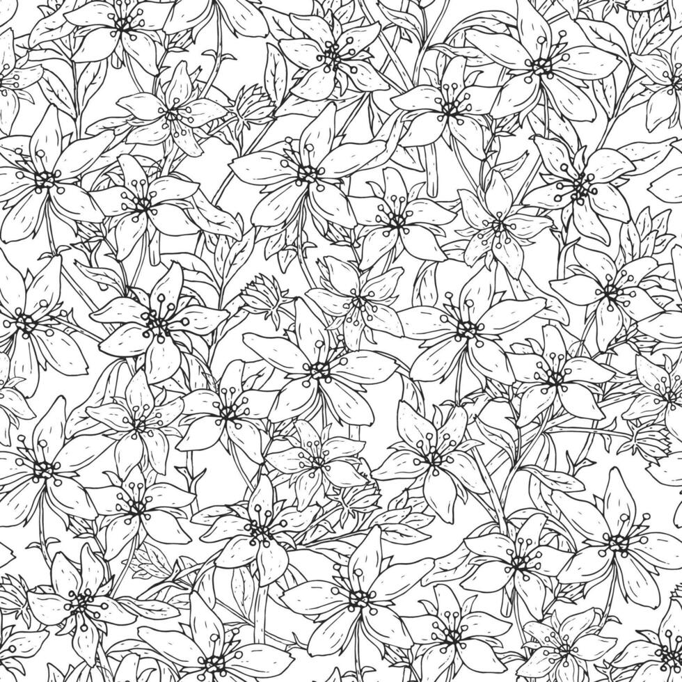 Seamless pattern with St. John's wort medical botanical blossom plant. hand drawn vector black and white texture in white background