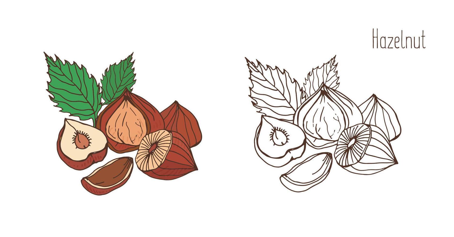 Colored and monochrome drawings of hazelnut with leaves. Delicious edible drupe or nut hand drawn in elegant vintage style. Natural vector illustration.
