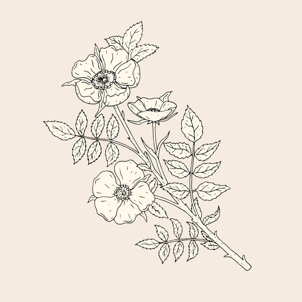 Elegant drawing of dog rose flowers with stem and leaves. Beautiful wild flowering plant hand drawn with contour lines. Blooming shrub, botanical decorative element. Natural vector illustration.