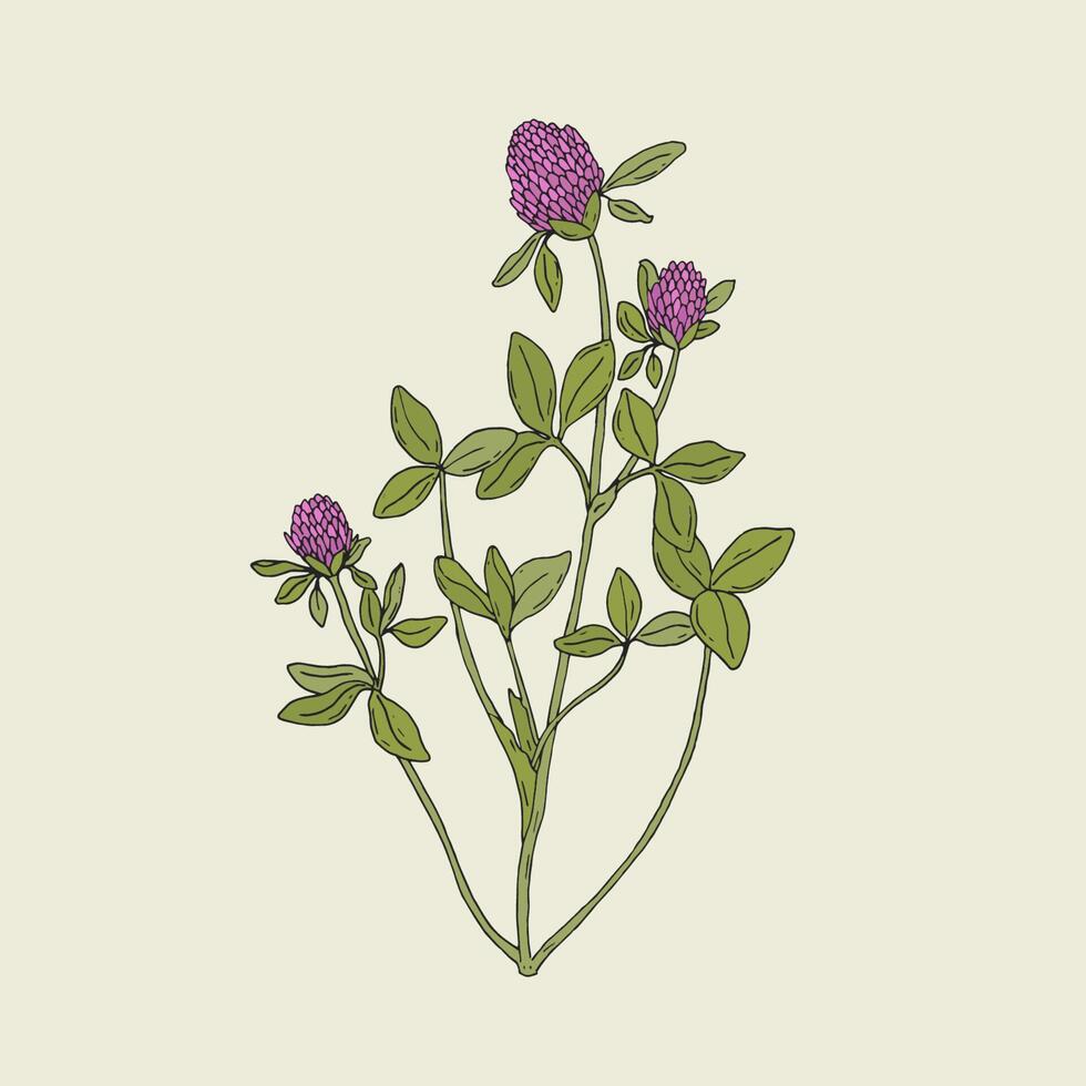 elegante dibujo de rojo trébol con rosado floreciente flores y verde trifoliado hojas. maravilloso salvaje herbáceo planta usado en fitoterapia mano dibujado en antiguo estilo. botánico vector ilustración.