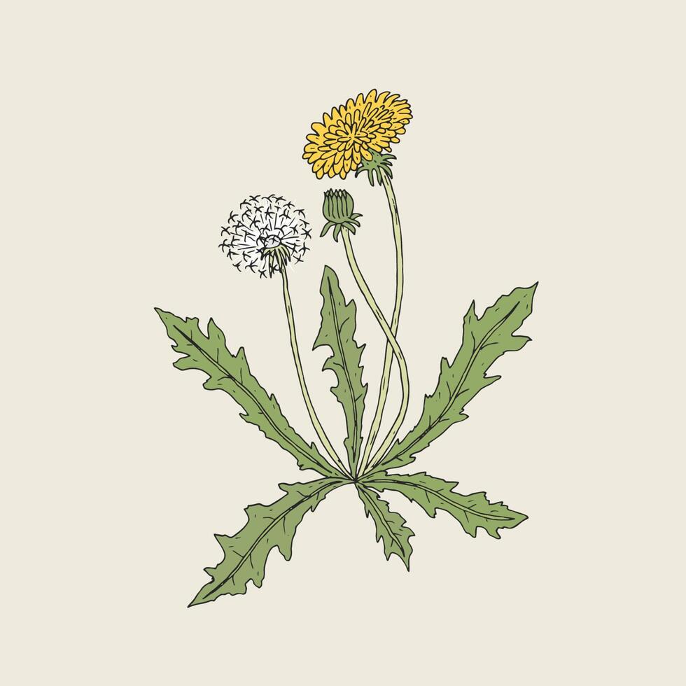 Elegant detailed drawing of dandelion plant with yellow flower, seed head and bud growing on stem and leaves. Beautiful wildflower hand drawn in vintage style. Botanical vector illustration.