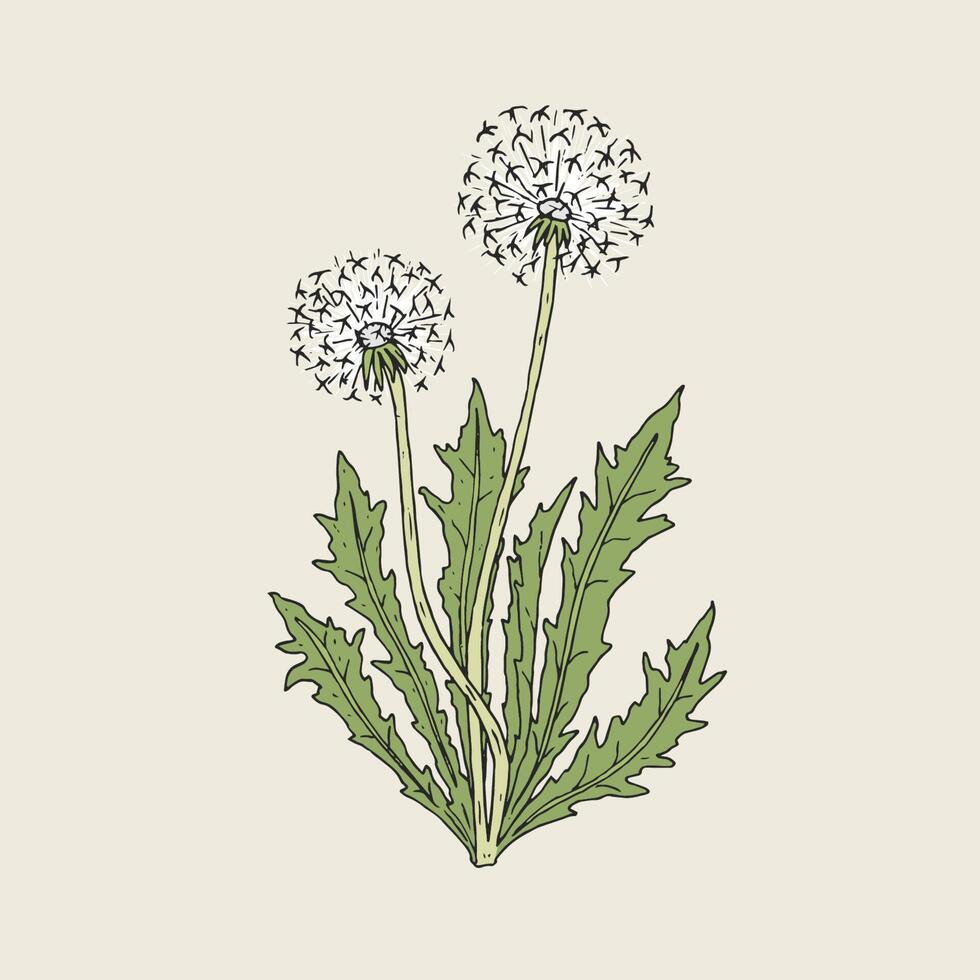 Beautiful drawing of dandelion plant with ripe seed heads or blowballs growing on green stems and leaves. Meadow flower or wild flowering herb hand drawn in retro style. Natural vector illustration.