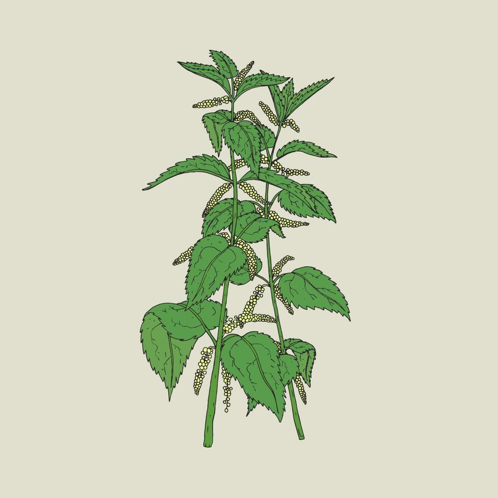 Colorful detailed drawing of nettle with blooming yellow flowers and green leaves. Beautiful edible herbaceous plant hand drawn in retro style. Gorgeous flowering herb. Natural vector illustration.