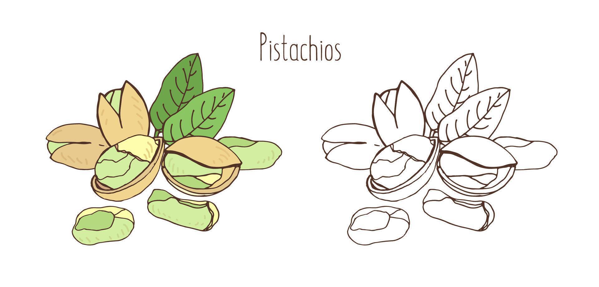 Colored and monochrome drawings of pistachios in shell and shelled with pair of leaves. Delicious edible drupe or nut hand drawn in elegant vintage style. Natural vector illustration.