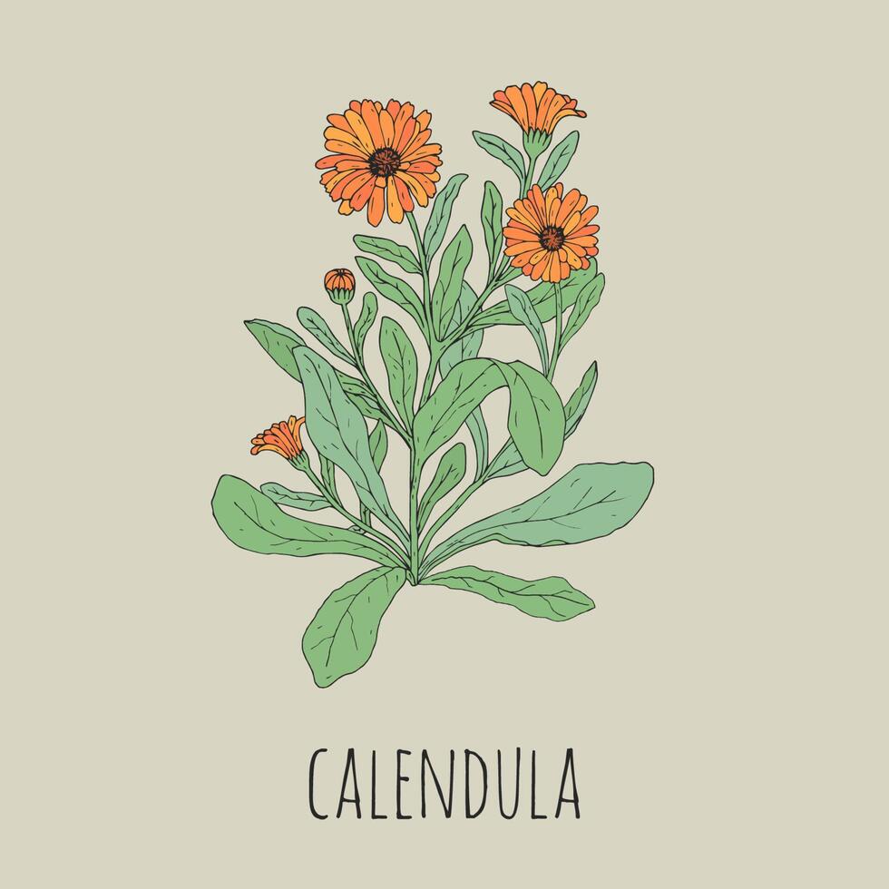 Colorful detailed drawing of blooming calendula. Beautiful medicinal herbaceous plant with flowers and leaves hand drawn in vintage style. Gorgeous flowering herb. Botanical vector illustration.