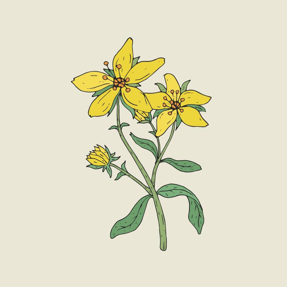 Colorful botanical drawing of St John's wort in bloom. Tender yellow flowers growing on green stem with leaves hand drawn in vintage style. Medicinal herbaceous plant. Floral vector illustration.
