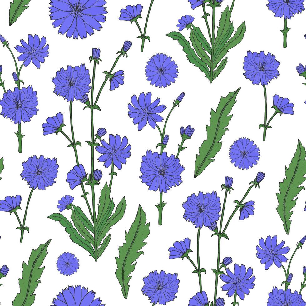 Elegant floral seamless pattern with detailed blooming purple chicory flowers hand drawn in retro style. Beautiful flowering medicinal herb. Natural vector illustration for fabric print, wallpaper.