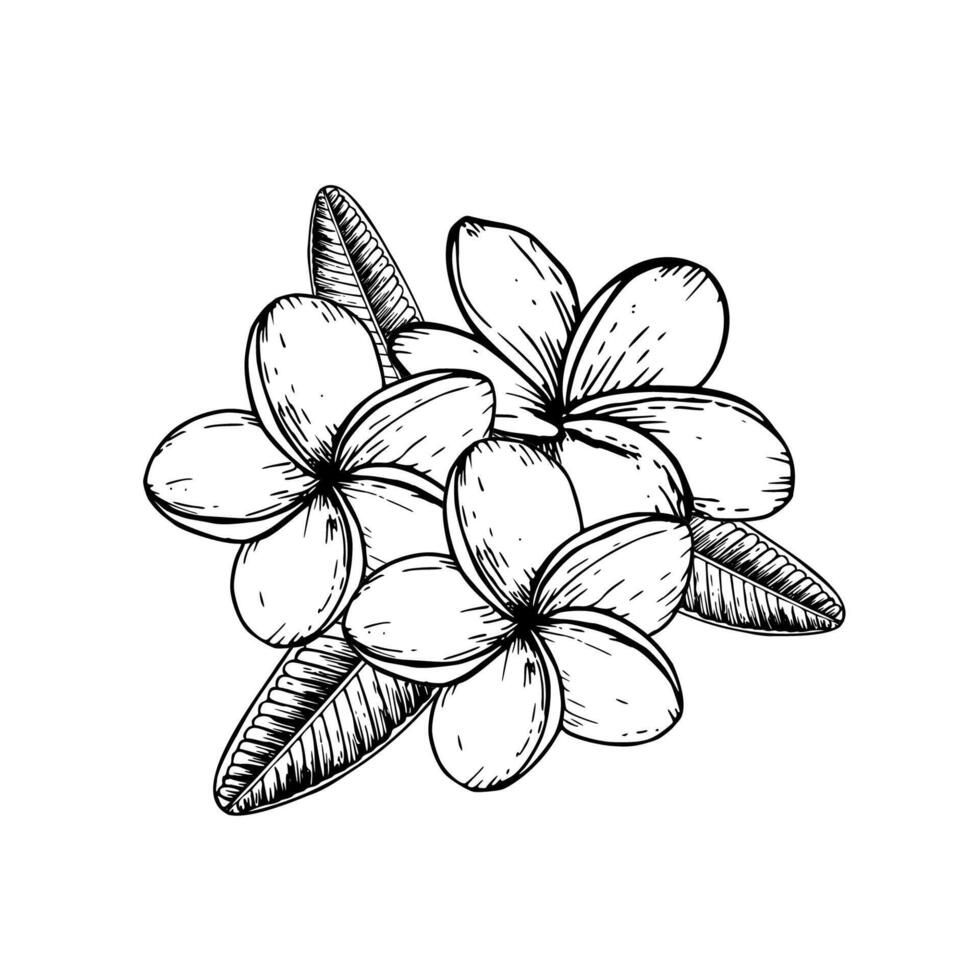 tropical composición de vector plumeria flores ilustración en aislado antecedentes. hermosa botánico mano pintado lineal exótico frangipani para diseñadores, spa decoración, postales, Boda