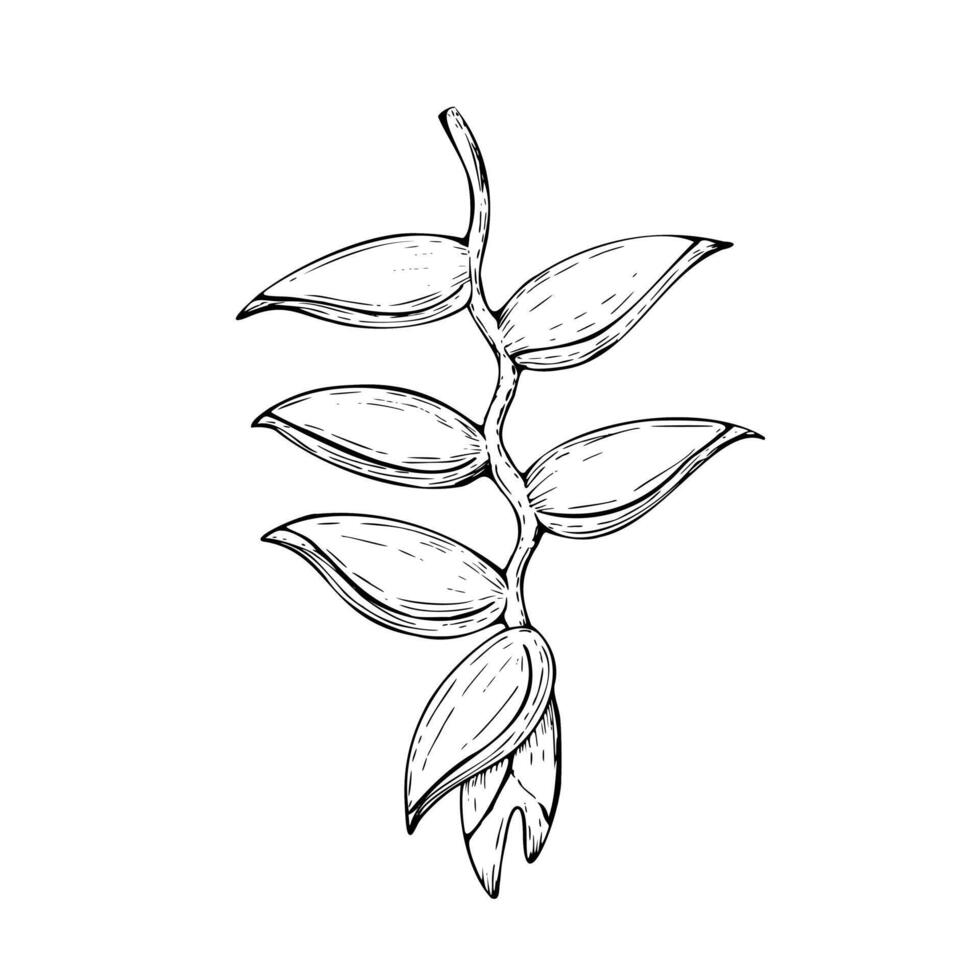 Tropical vector heliconia flower illustration on isolated background. Beautiful botanical hand painted linear exotic frangipani. For designers, spa decoration, postcards, wed