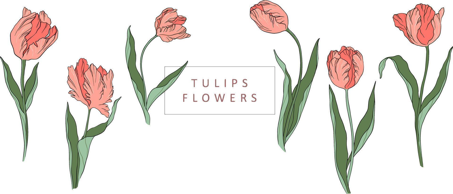 Live vector illustration tulips set silhouette contour petals leaves summer spring botany clipart women's day, mother's, wedding invitation, template, greeting card, floral design, flowers, plants