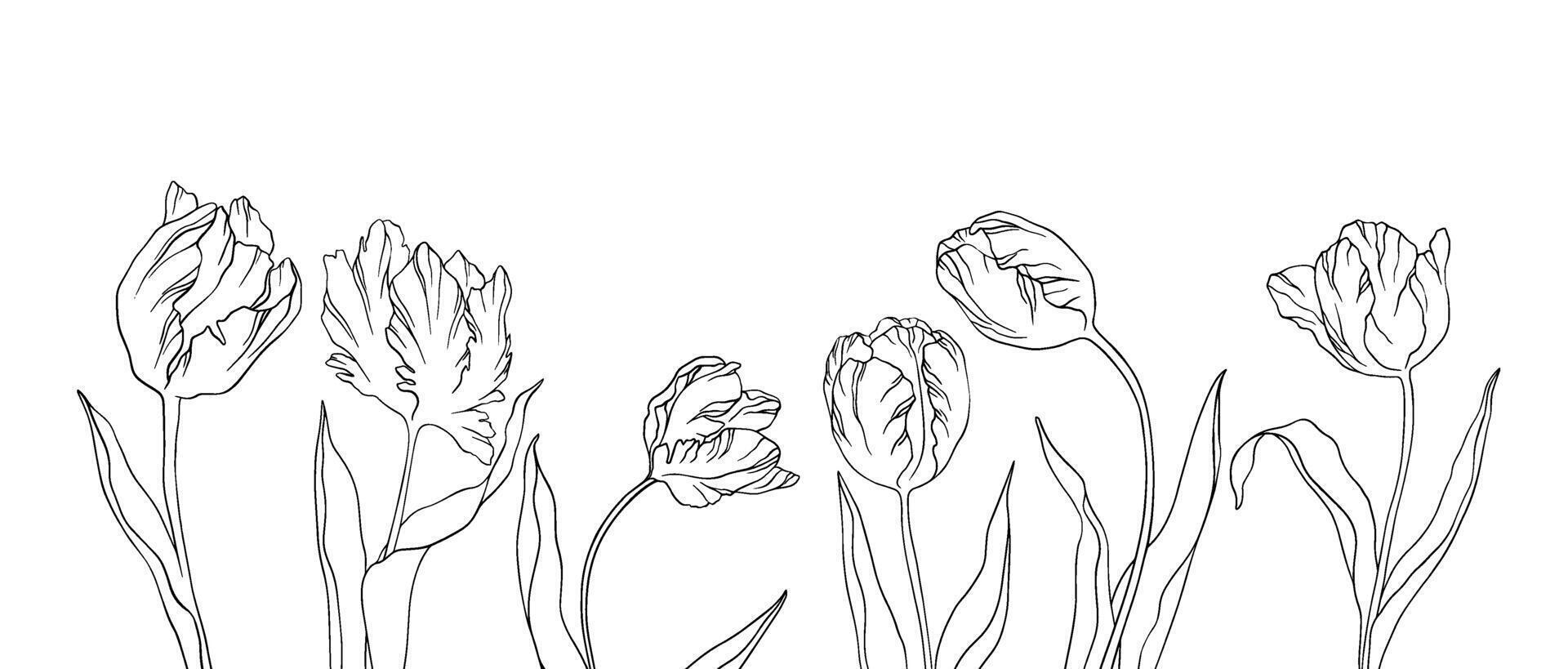 En Vivo vector ilustración tulipanes bandera silueta contorno pétalos hojas verano primavera botánica clipart De las mujeres día, de madre, Boda invitación, plantilla, saludo tarjeta, floral diseño, flores, plantas