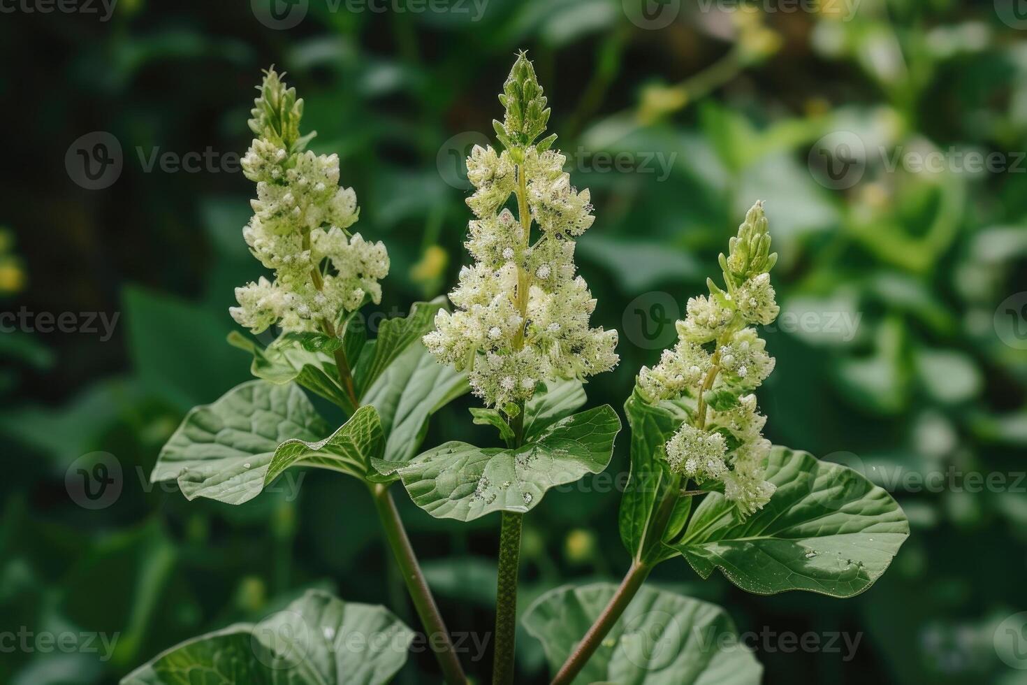 AI generated Plant with large leaves photo