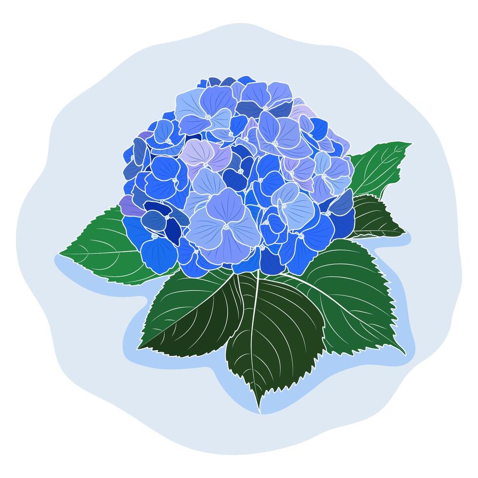 floreciente azul hortensia flor vector