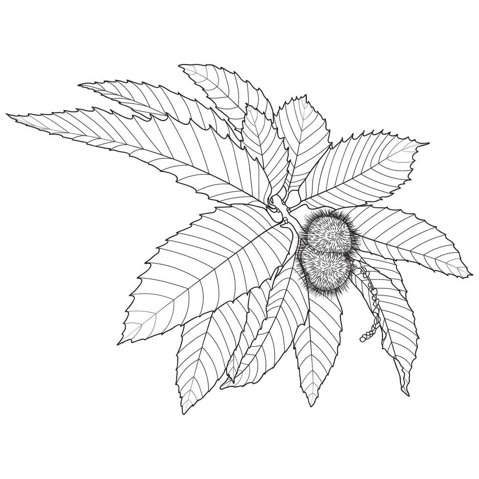 Sweet Chestnut Outline Leaves and Fruit vector