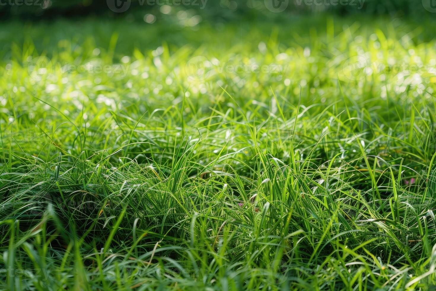 AI generated Vibrant green grass blades covered in sparkling water droplets photo