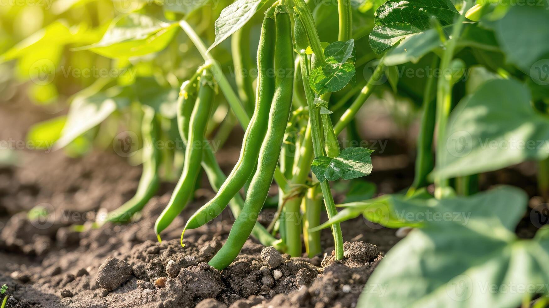 AI generated Green beans growing in a garden in summer. photo