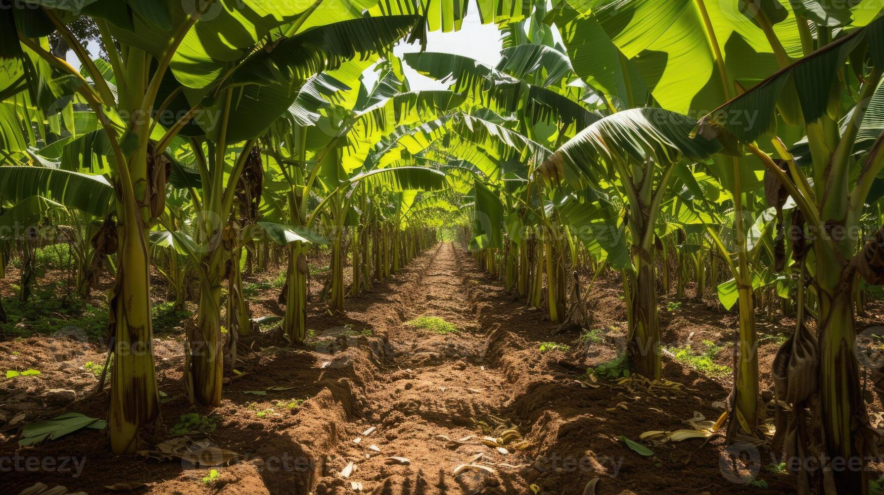 AI generated Banana tree plantation in nature with daylight. Industrial scale banana cultivation for worldwide export. photo