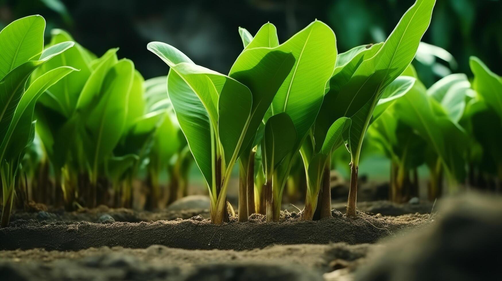 ai generado plátano árbol plántulas exhibiendo grande verde hojas foto