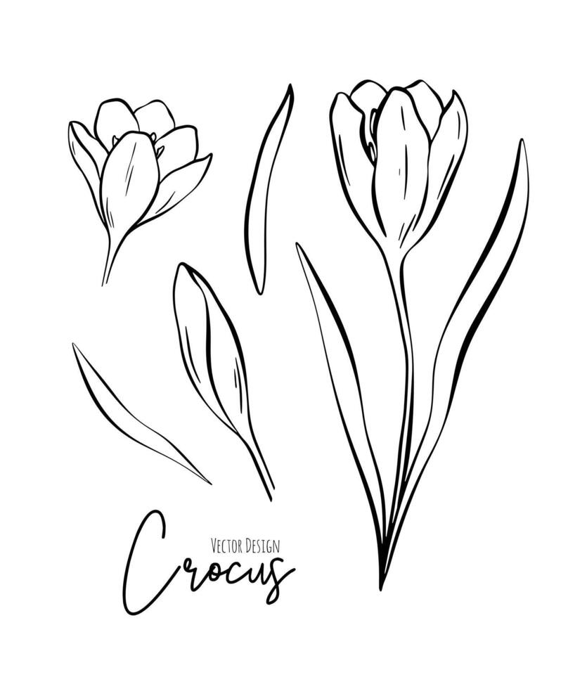 Botanical set line illustration of crocus flowers for wedding invitation and cards, logo design, web, social media and poster, template, advertisement, beauty and cosmetic industry. vector