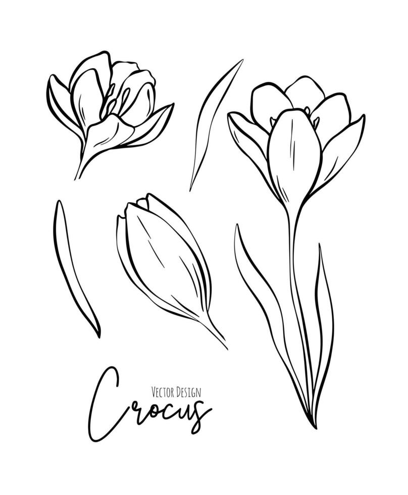 Botanical set line illustration of crocus flowers for wedding invitation and cards, logo design, web, social media and poster, template, advertisement, beauty and cosmetic industry. vector