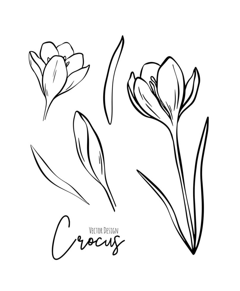 Botanical set line illustration of crocus flowers for wedding invitation and cards, logo design, web, social media and poster, template, advertisement, beauty and cosmetic industry. vector