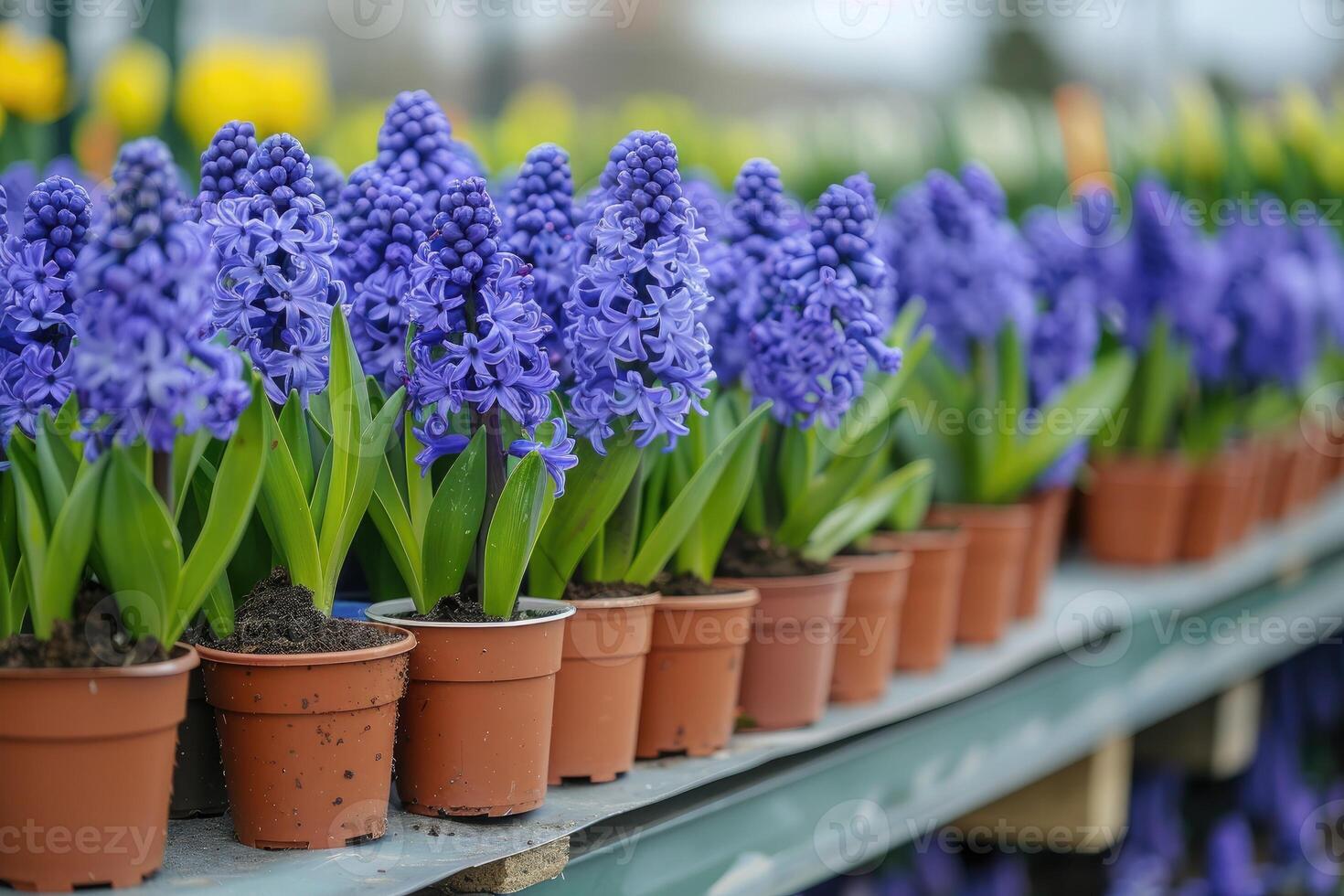 ai generado muchos azul Violeta floración jacintos en ollas son desplegado en estante en florístico Tienda o a calle mercado. foto