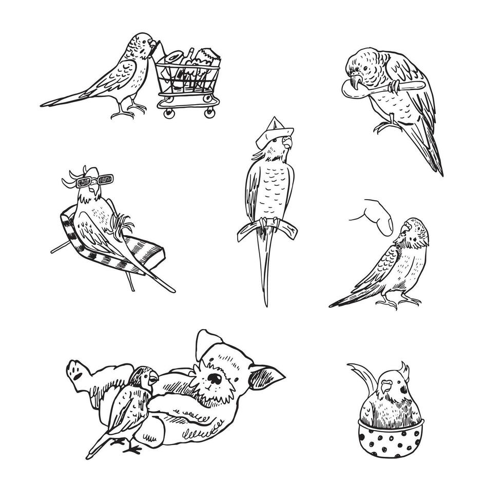 Parrots birds pets vector illustrations set.