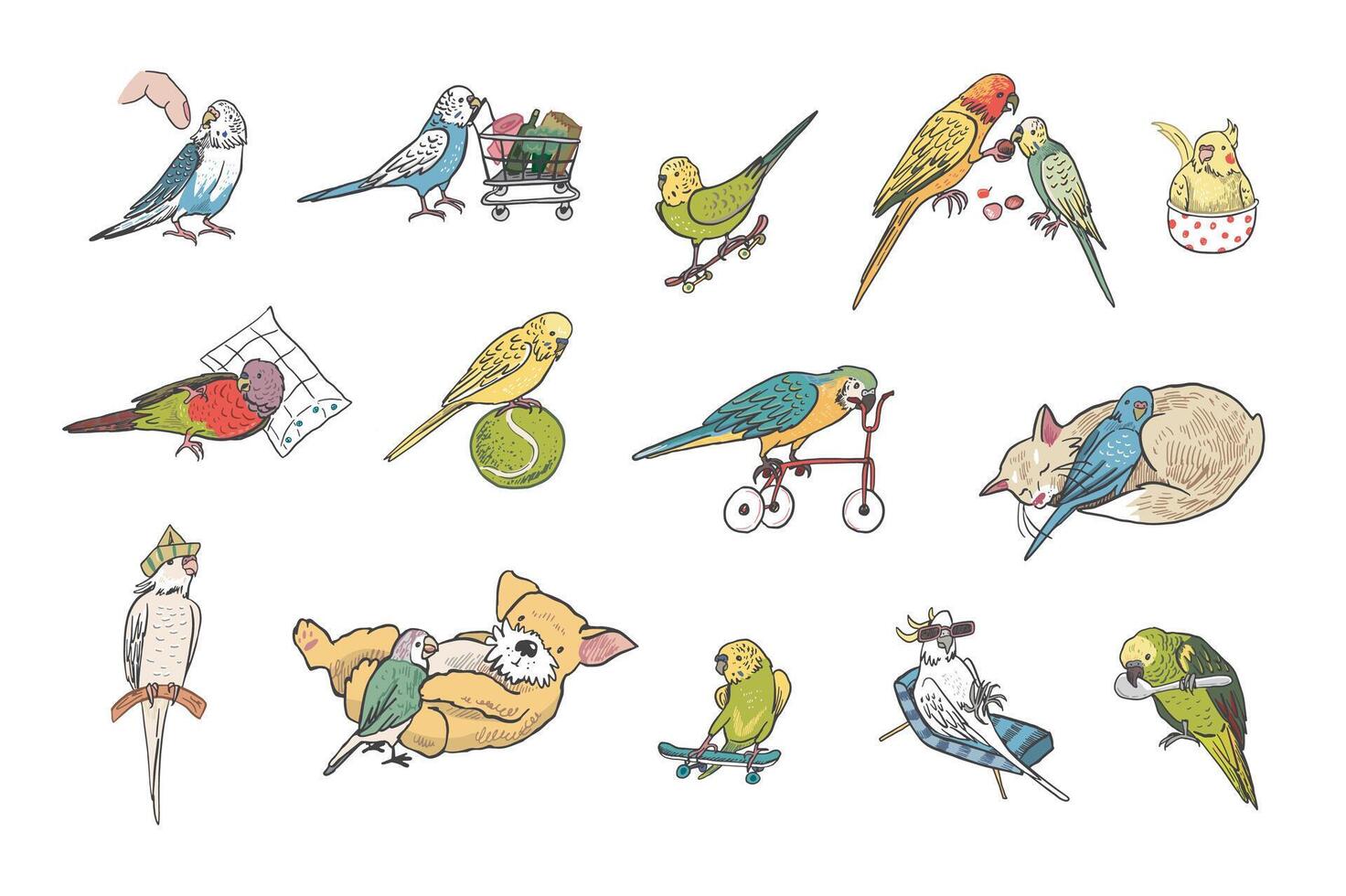 Parrots birds pets vector illustrations set.