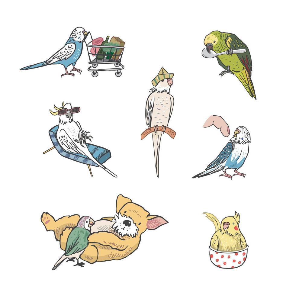 Parrots birds pets vector illustrations set.