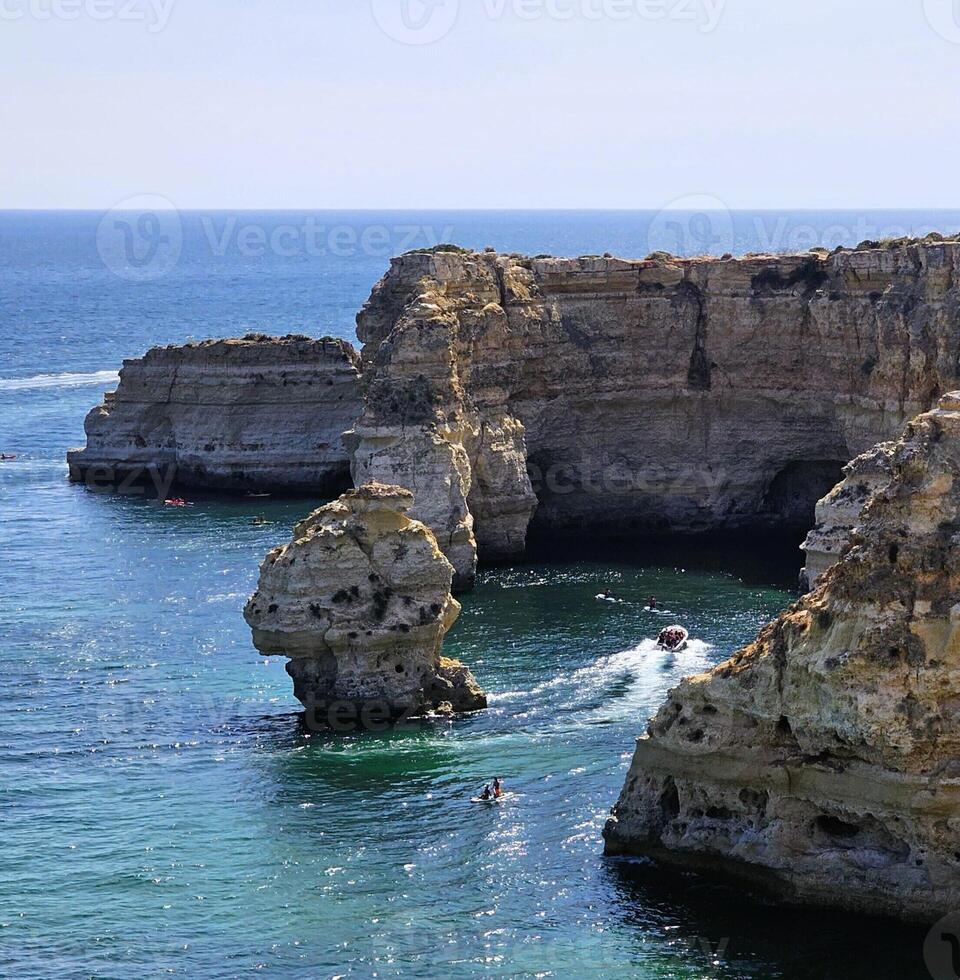 Oceano especies de Portugal foto