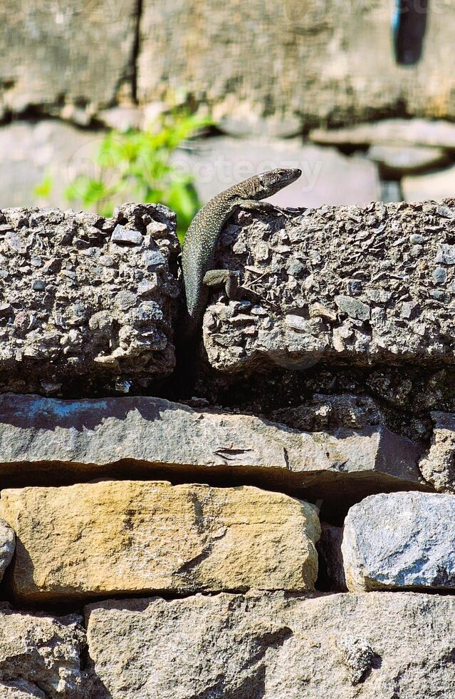 Beautiful lizards on stones photo