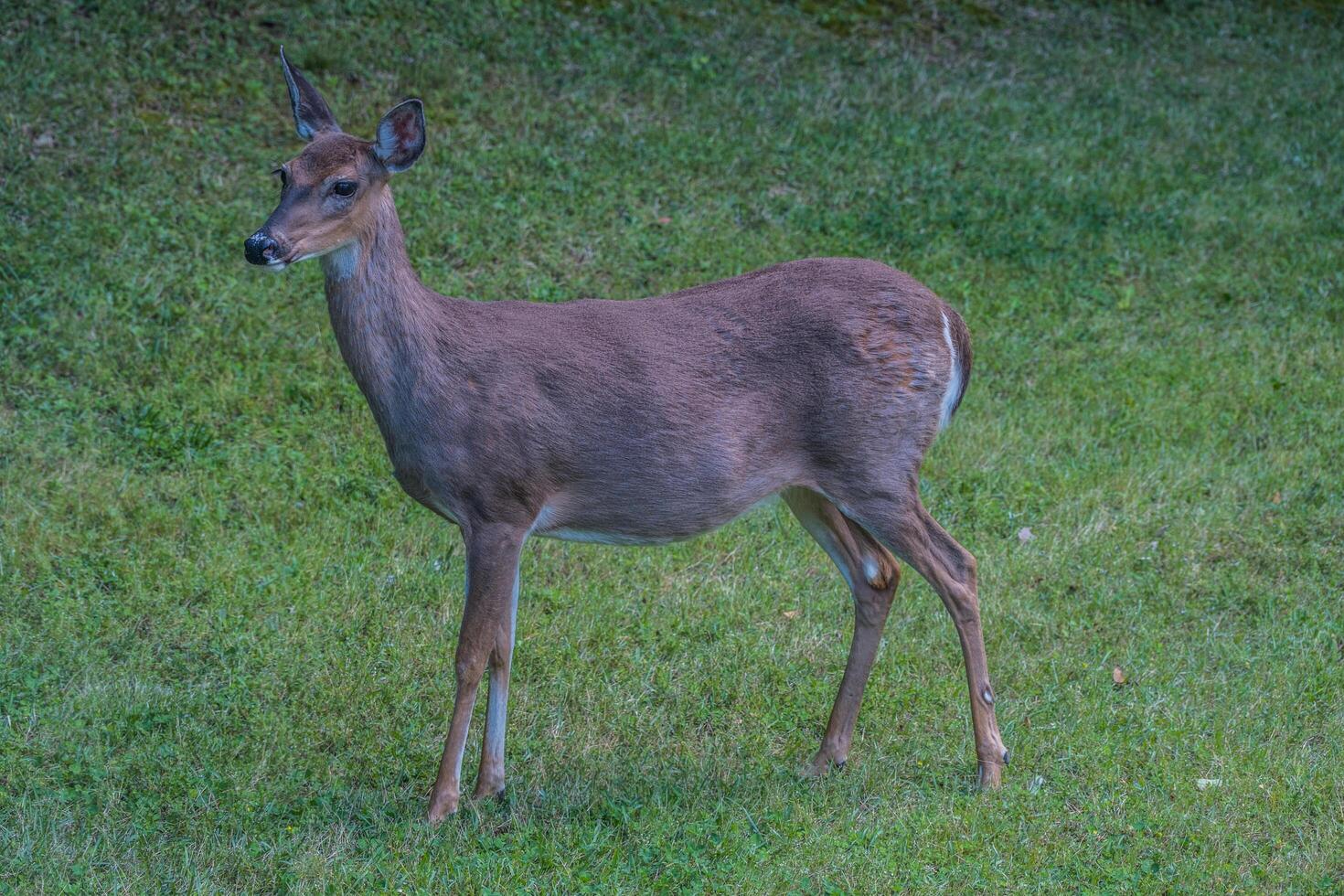 Pregnant female whitetail deer photo