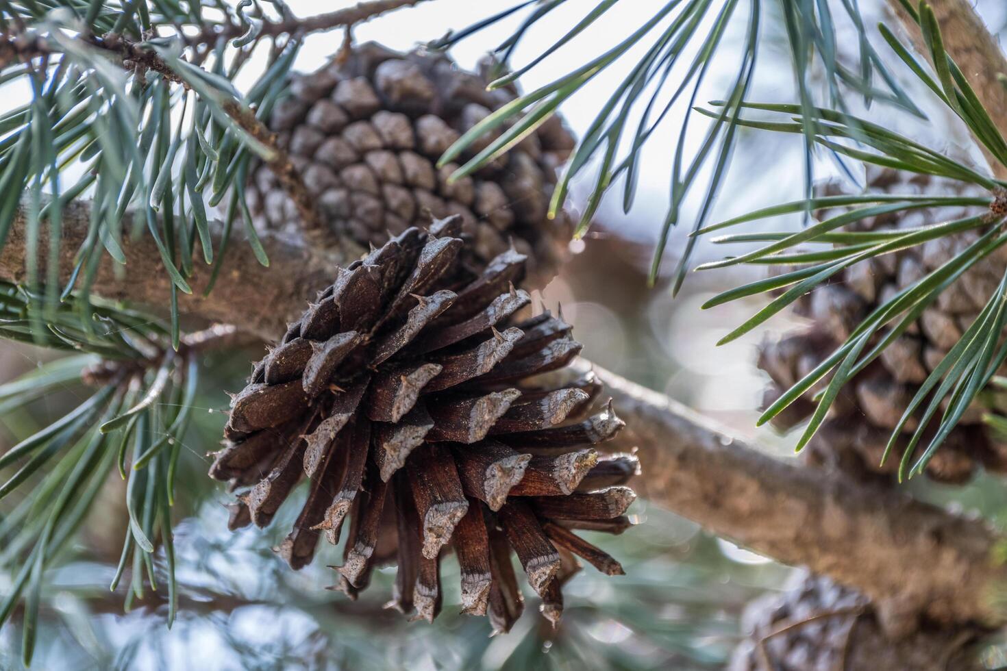 Pinecones on a branch closeup photo
