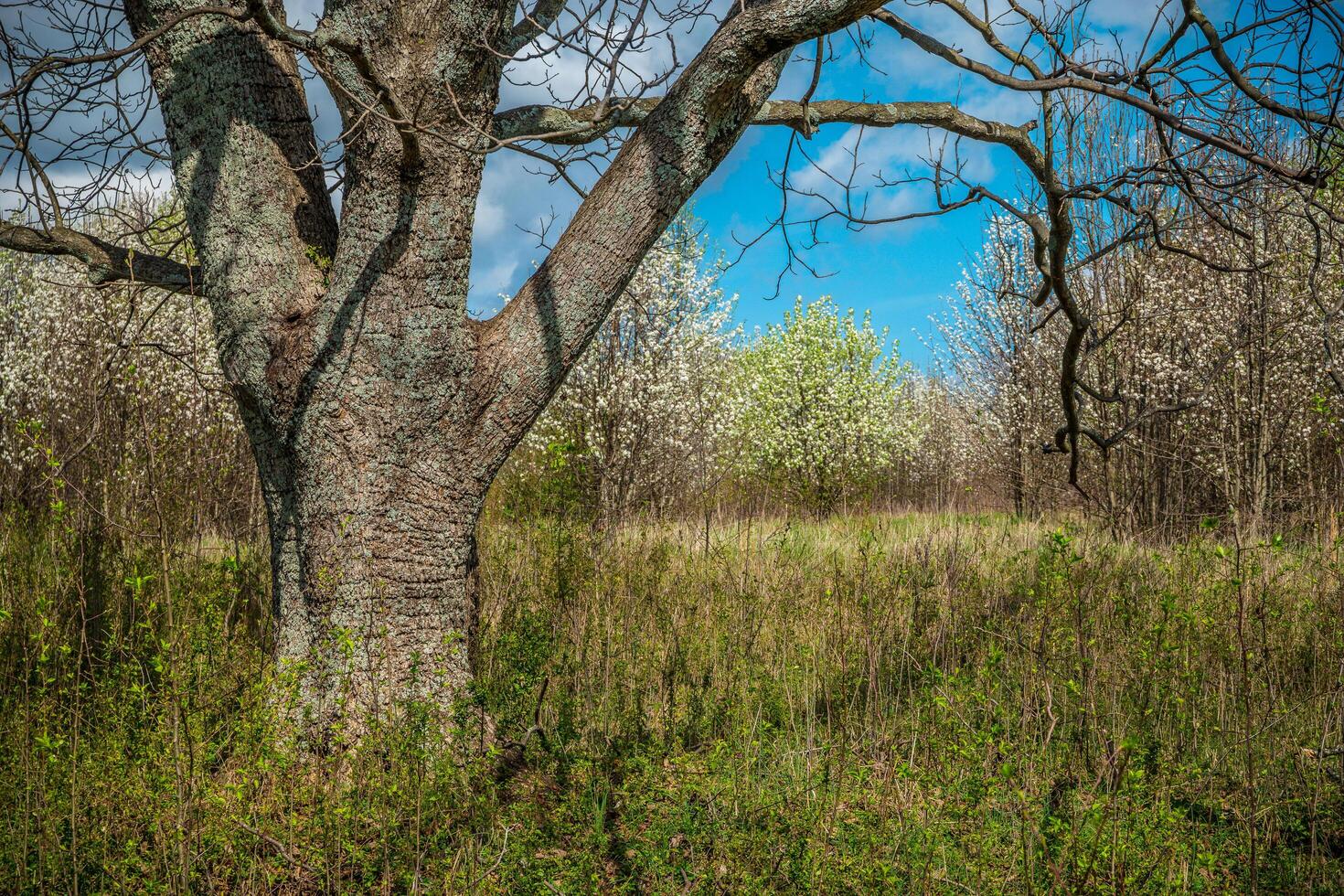 Large tree in a field photo