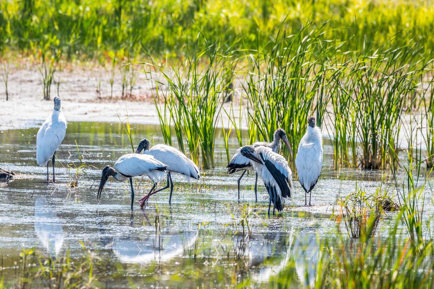 Wood storks at the wetlands photo