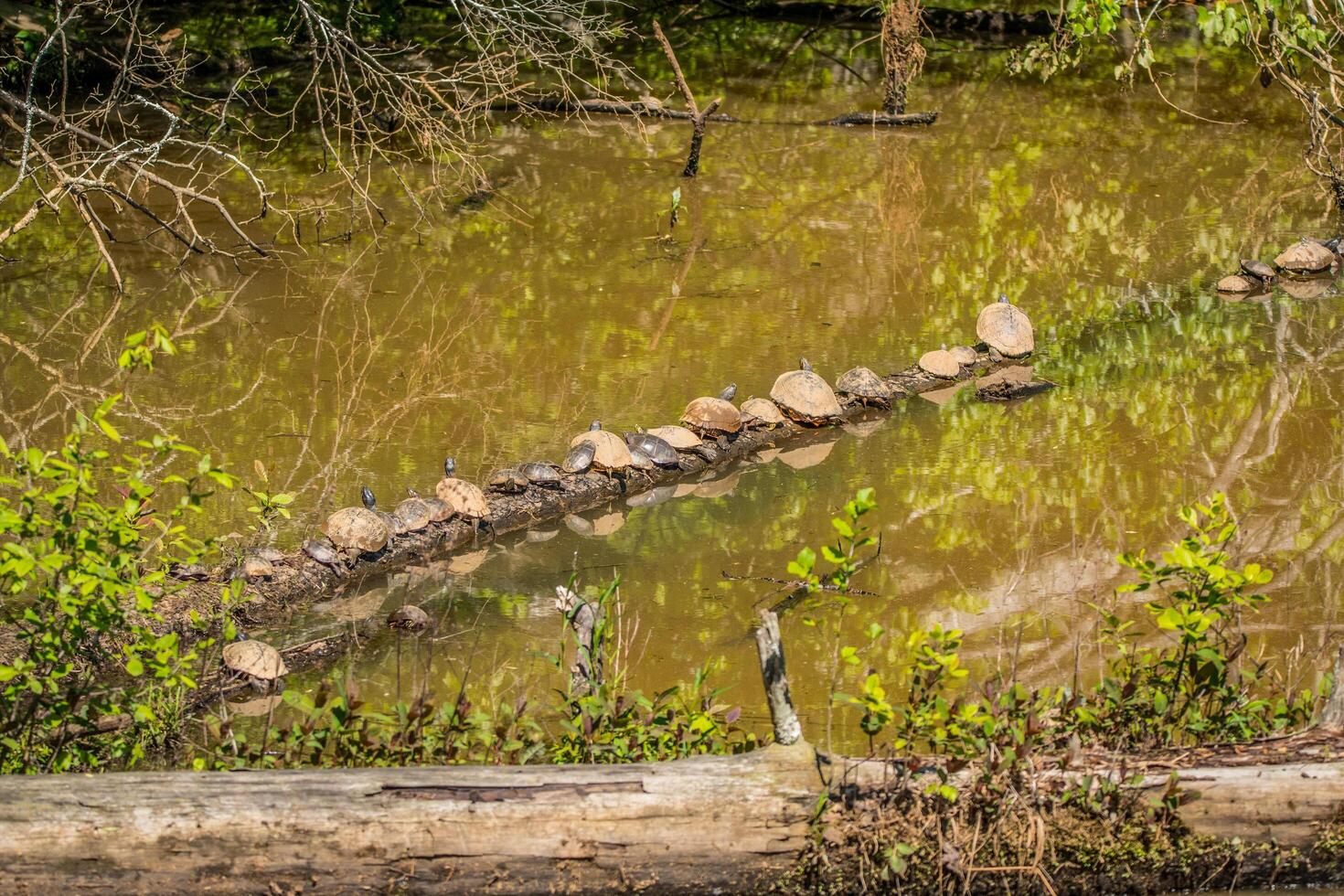 Turtles lined up on a log photo